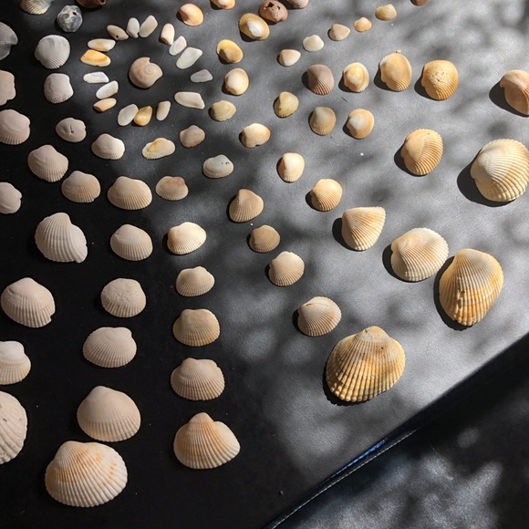 Other Seashells Jacksonville Beach Poshmark